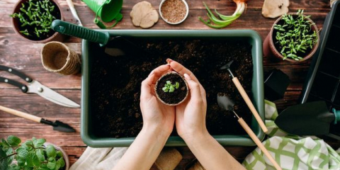 Co si vybrat půdu pro sazenice: nejlepší nejlepší známky + serety volby